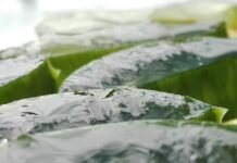 Warum Sie Aloe Vera Conditioner für gesünderes und weicheres Haar kaufen sollten: Eine einfache Anleitung Aloé vera spülung kaufen