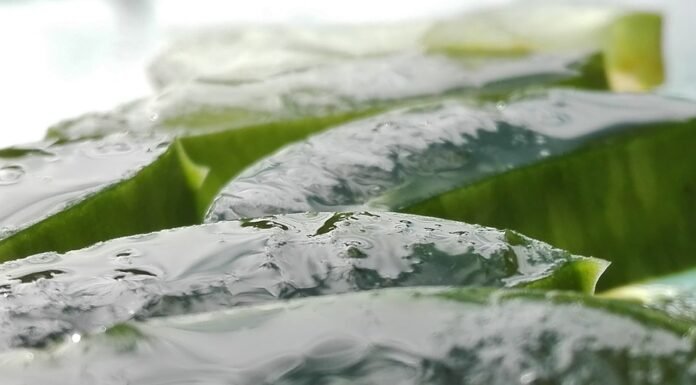 Warum Sie Aloe Vera Conditioner für gesünderes und weicheres Haar kaufen sollten: Eine einfache Anleitung Aloé vera spülung kaufen